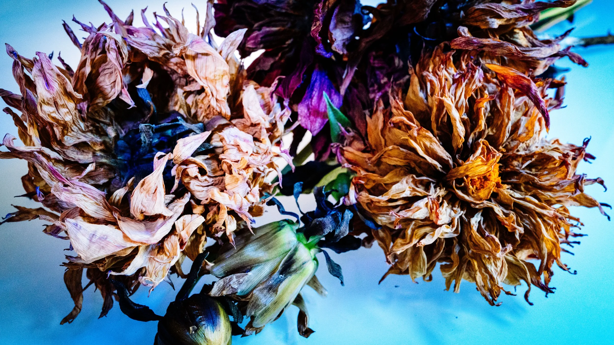 Issue XII Artists — Bracken
