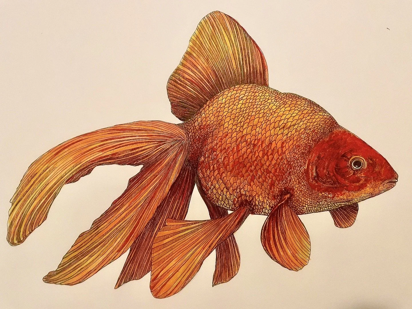 Bowers_Charles_Goldfish(1)(1).jpg