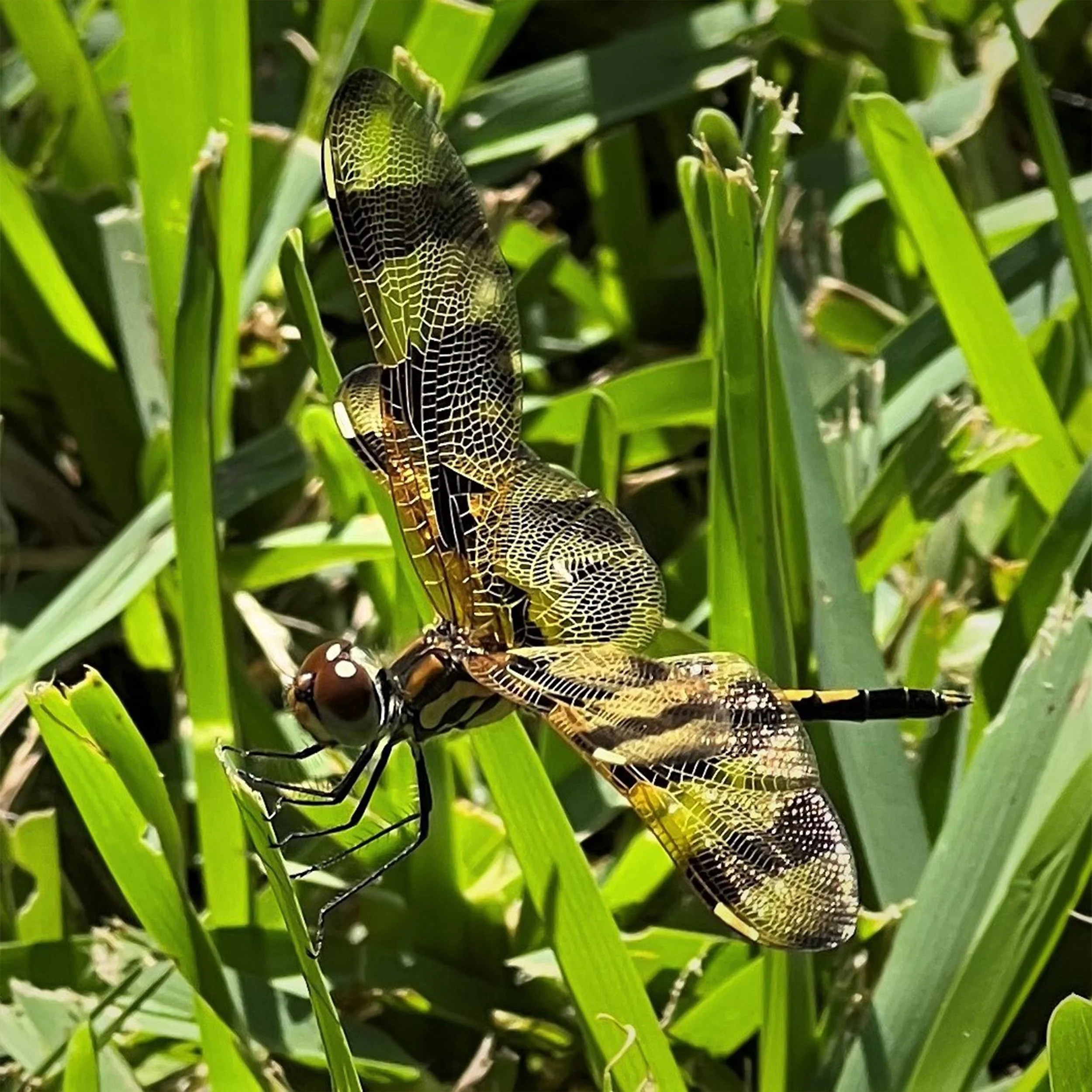 Sunlit Beauty—Halloween Pennant Dragonfly
