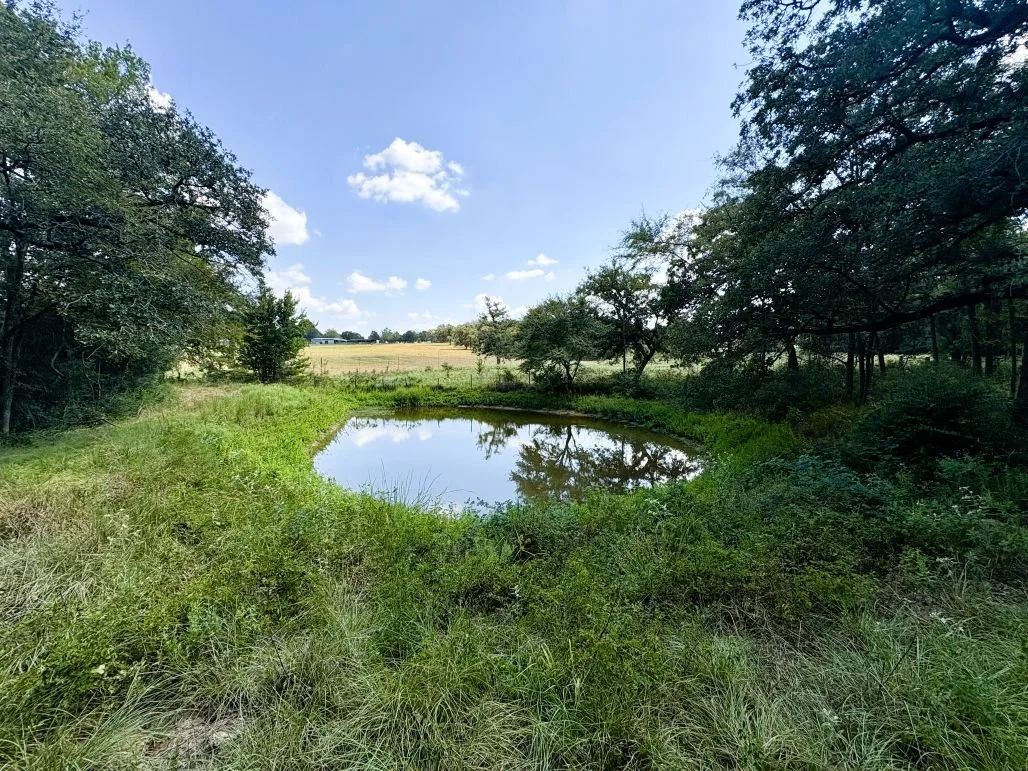 Pond.jpg
