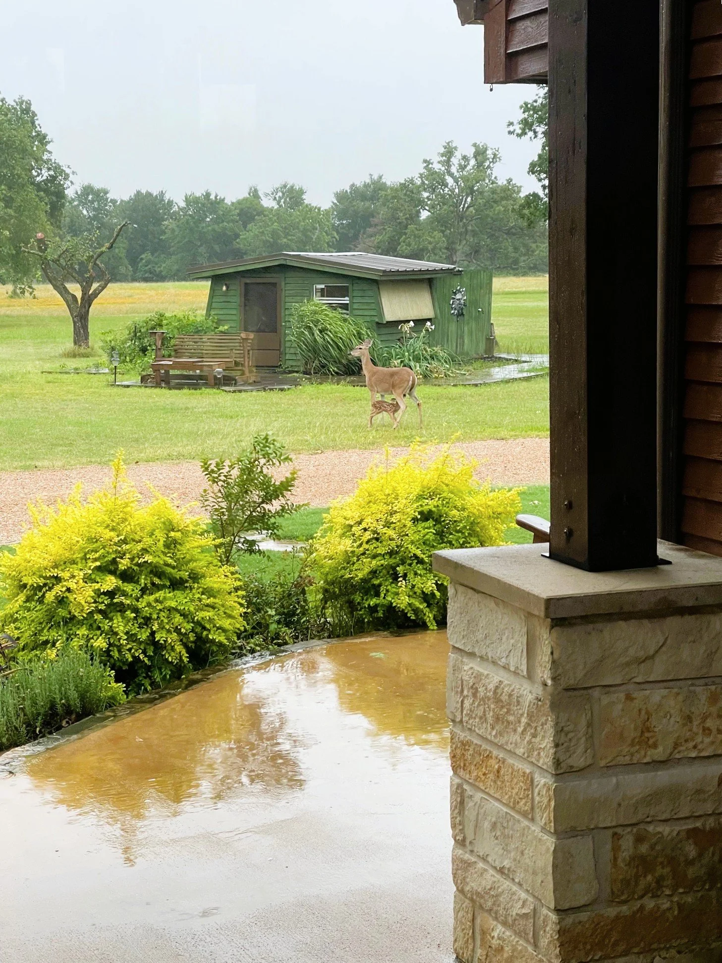 Deer_front yard.jpeg