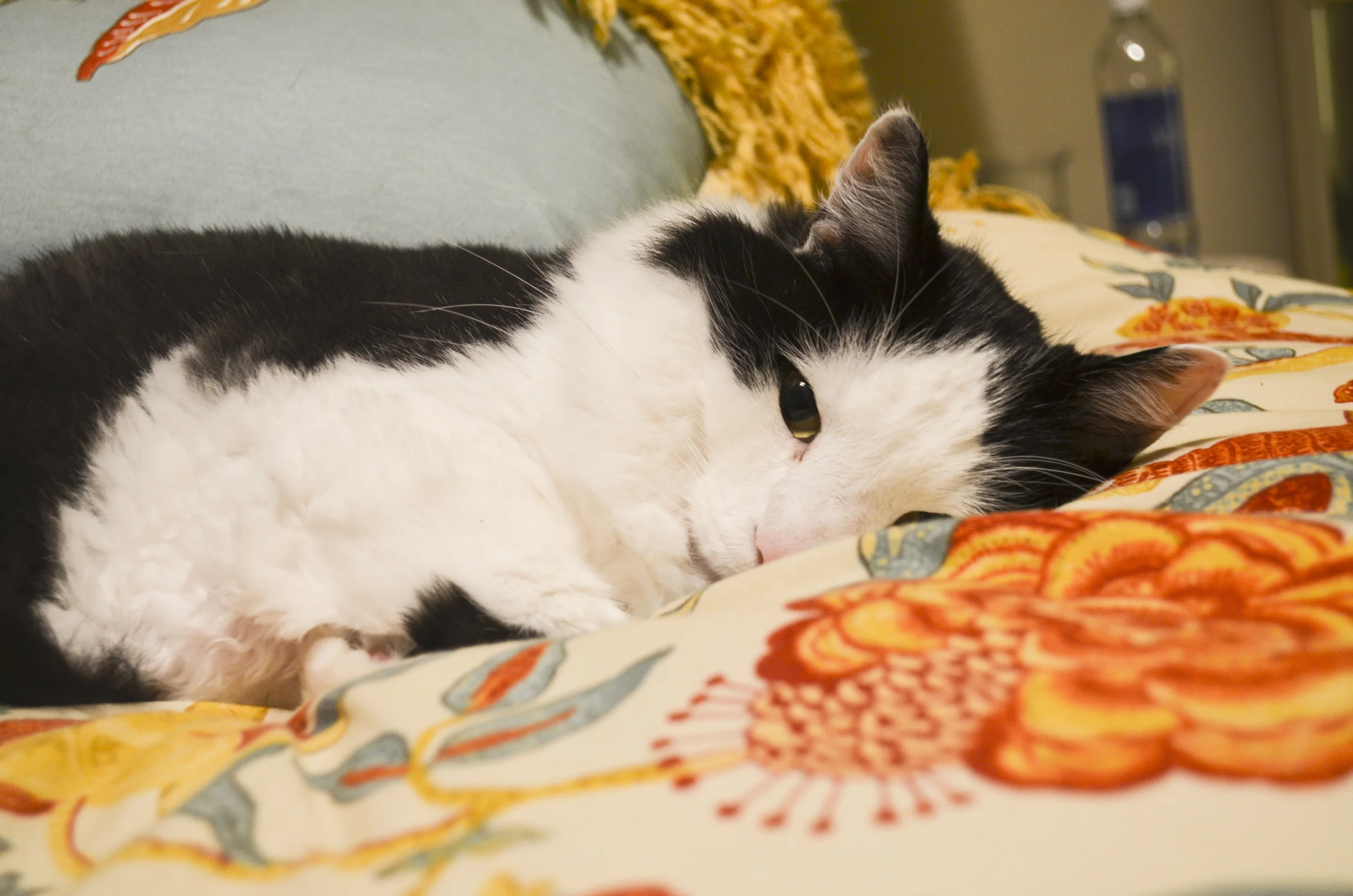 DSC_0600_1.jpg