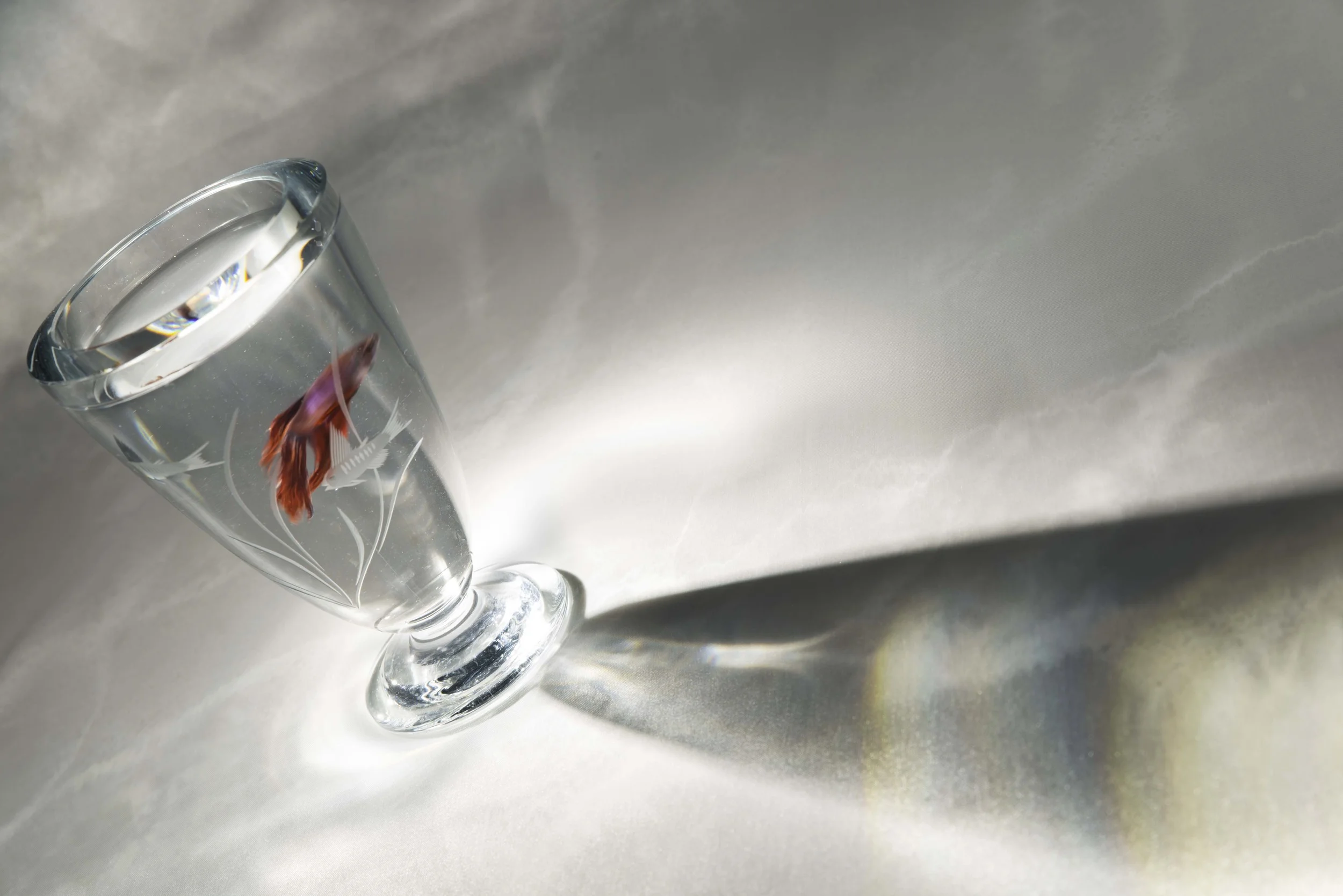 Fish PH43MKS_6190-Edit.jpg