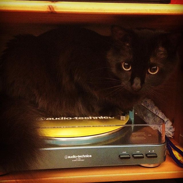 Caution: Velvet Underground on yellow vinyl attracts critters.