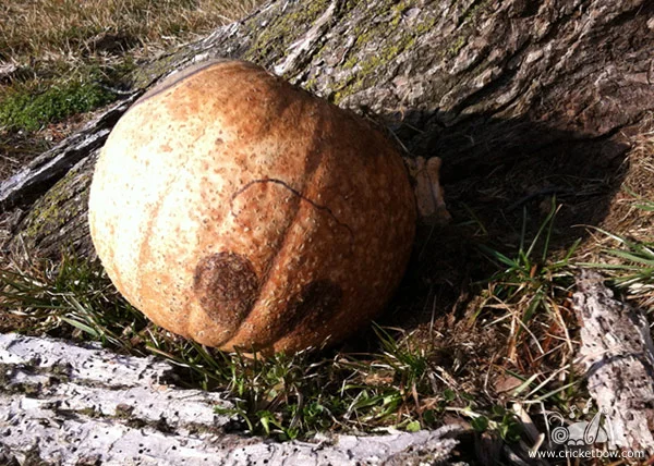 Pumpkin Decay4