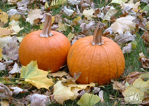 Pumpkin Decay