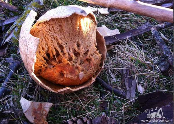 Pumpkin Decay6
