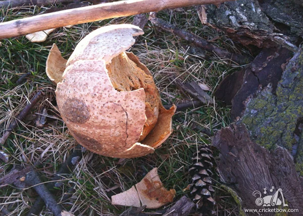 Pumpkin Decay7