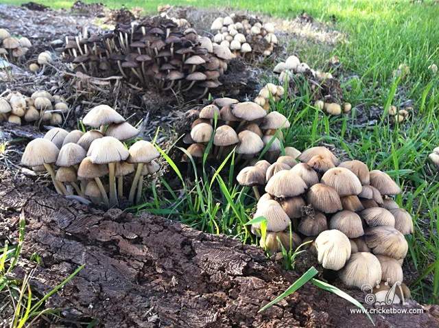 photo of mushrooms