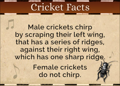 Cricket Facts