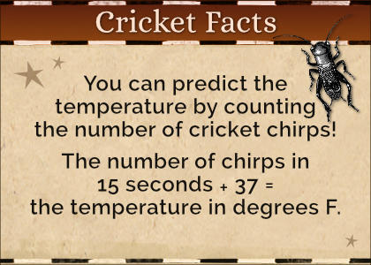 Cricket Facts