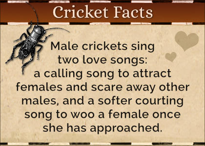 Cricket Facts