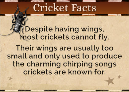 Cricket Facts