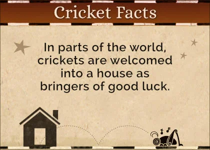 Cricket Facts