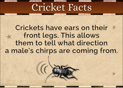 Cricket Facts