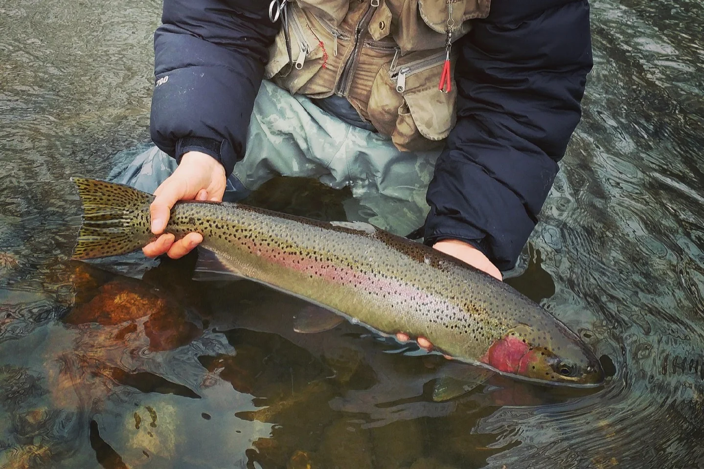 I’d never had a shot at a Steelhead before this challenge and I can’t say I would have ventured out on my own to go for it. One of the benefits of the 365 challenge was having ideas pop in my head followed by concrete plans to track down a wish list fish the very next day.