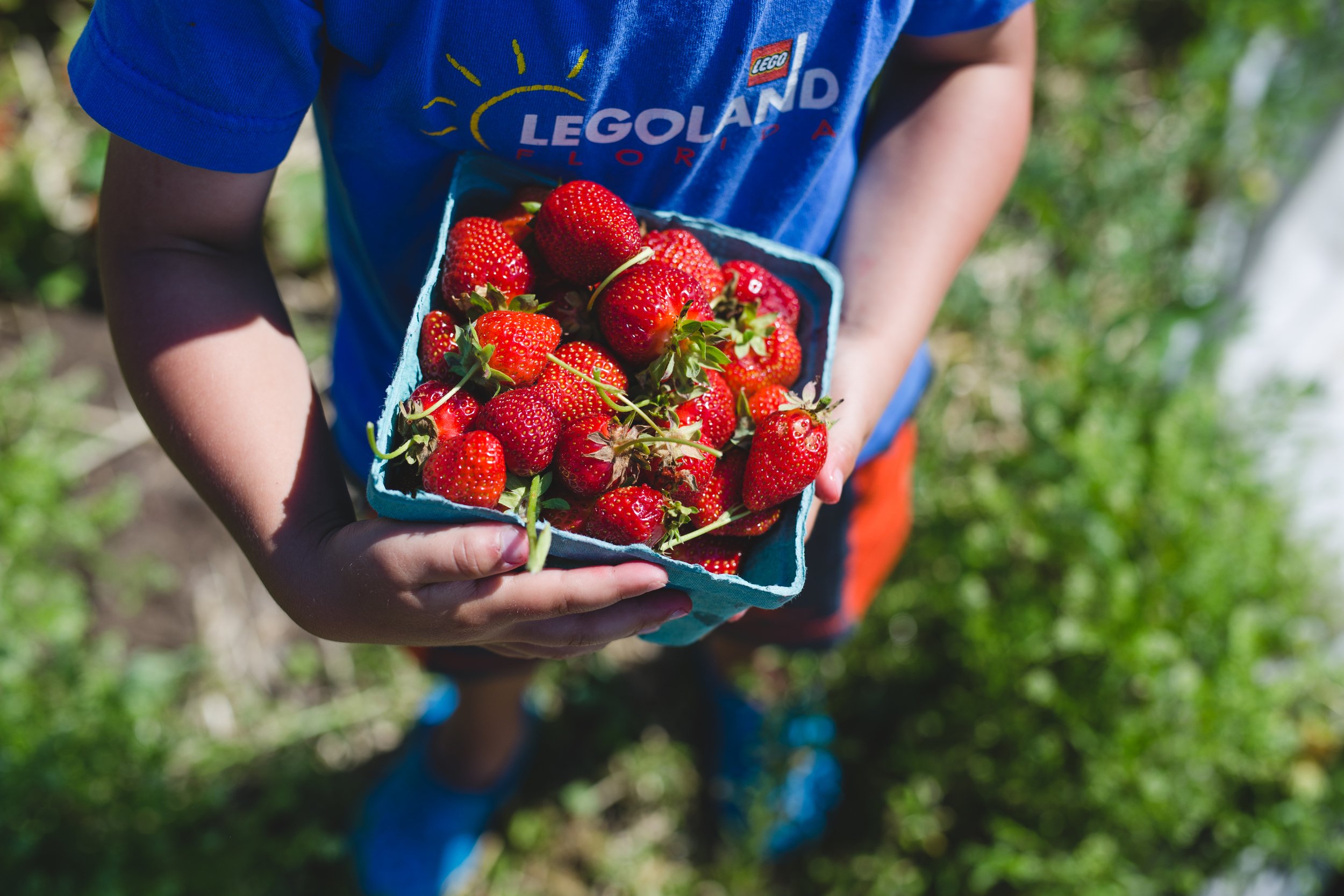 Strawberry picking lehigh valley