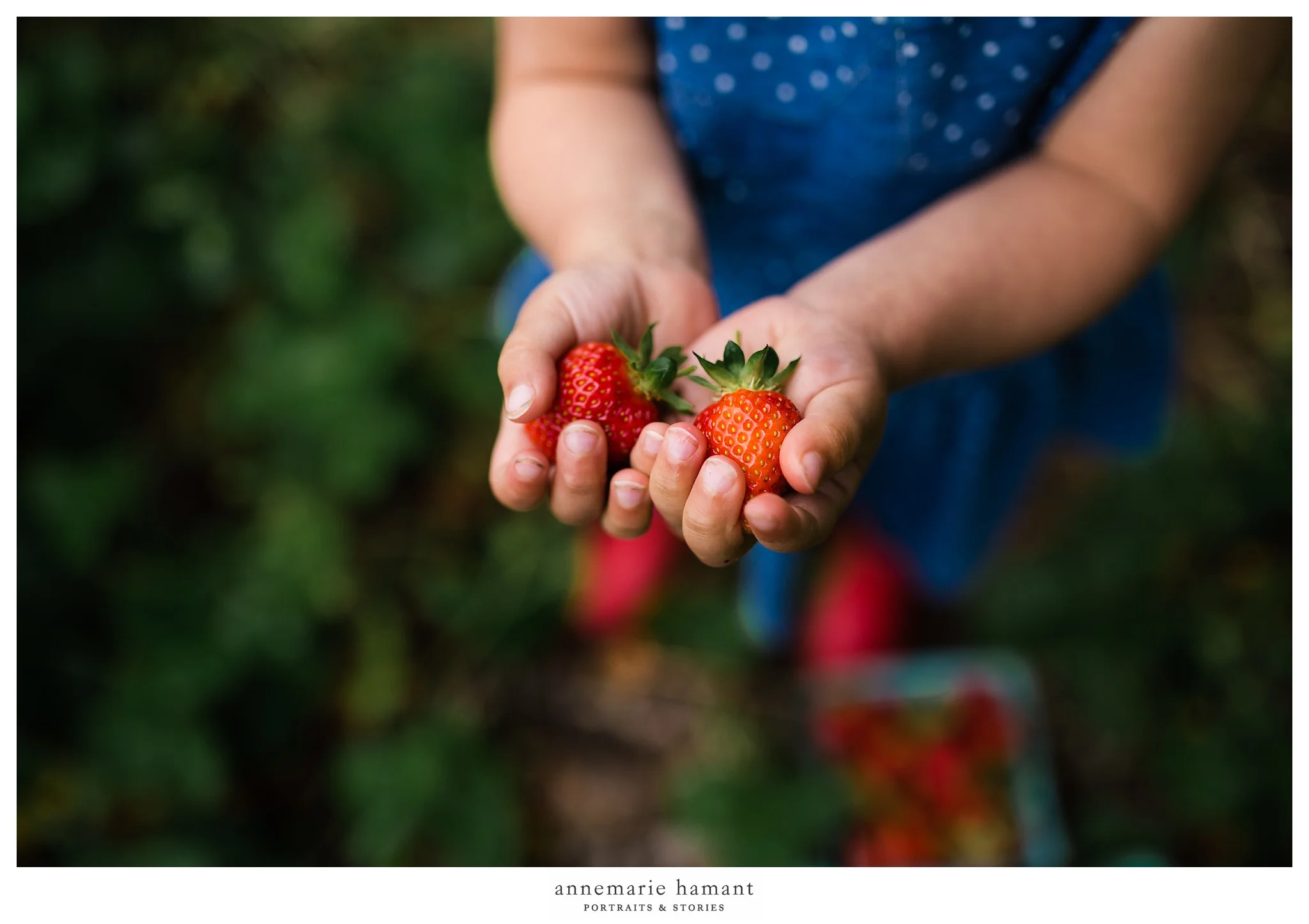 Bucks County Strawberry Picking Child Photographer