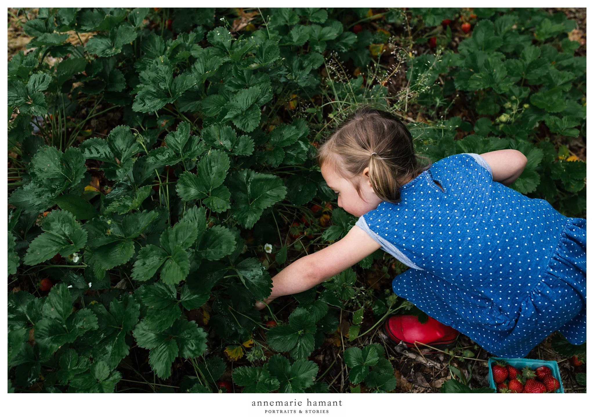 Bucks County Strawberry Picking Child Photographer