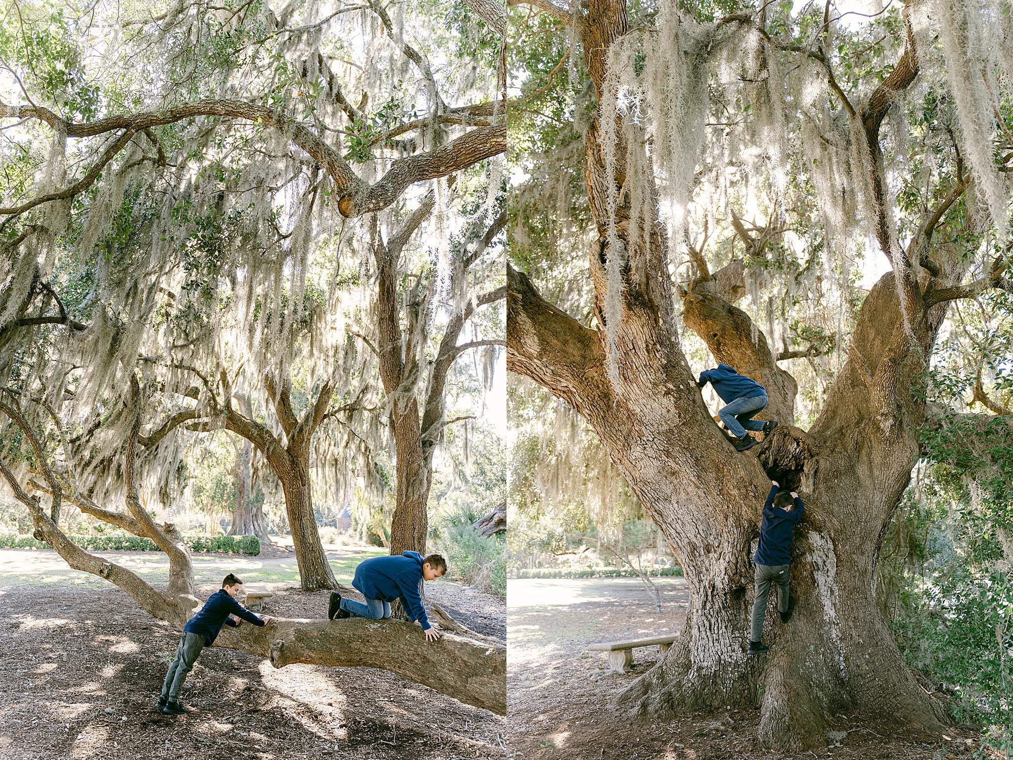 ancient oak trees with spanish moss Boone Hall Plantation SC