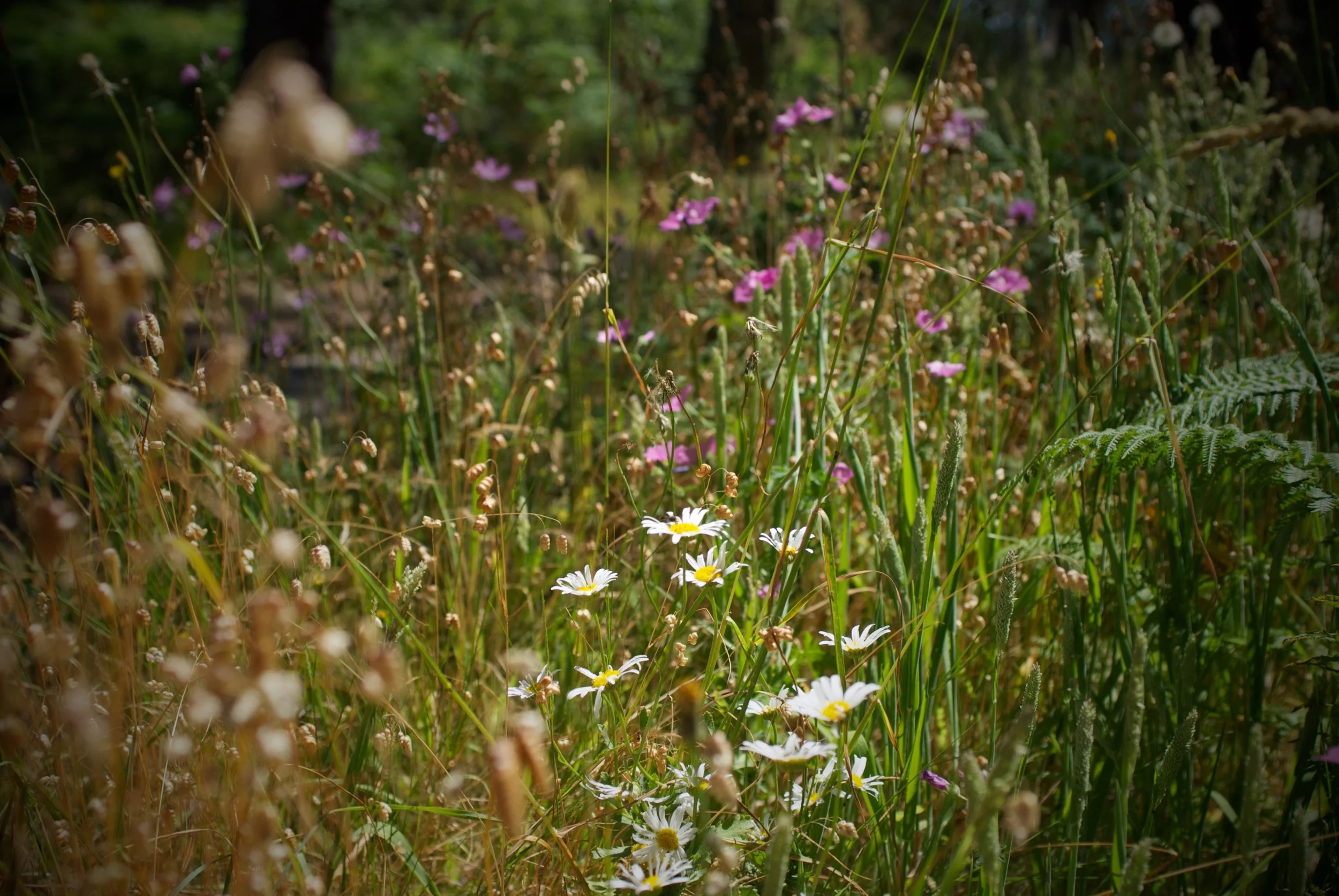DSC_0150.jpg