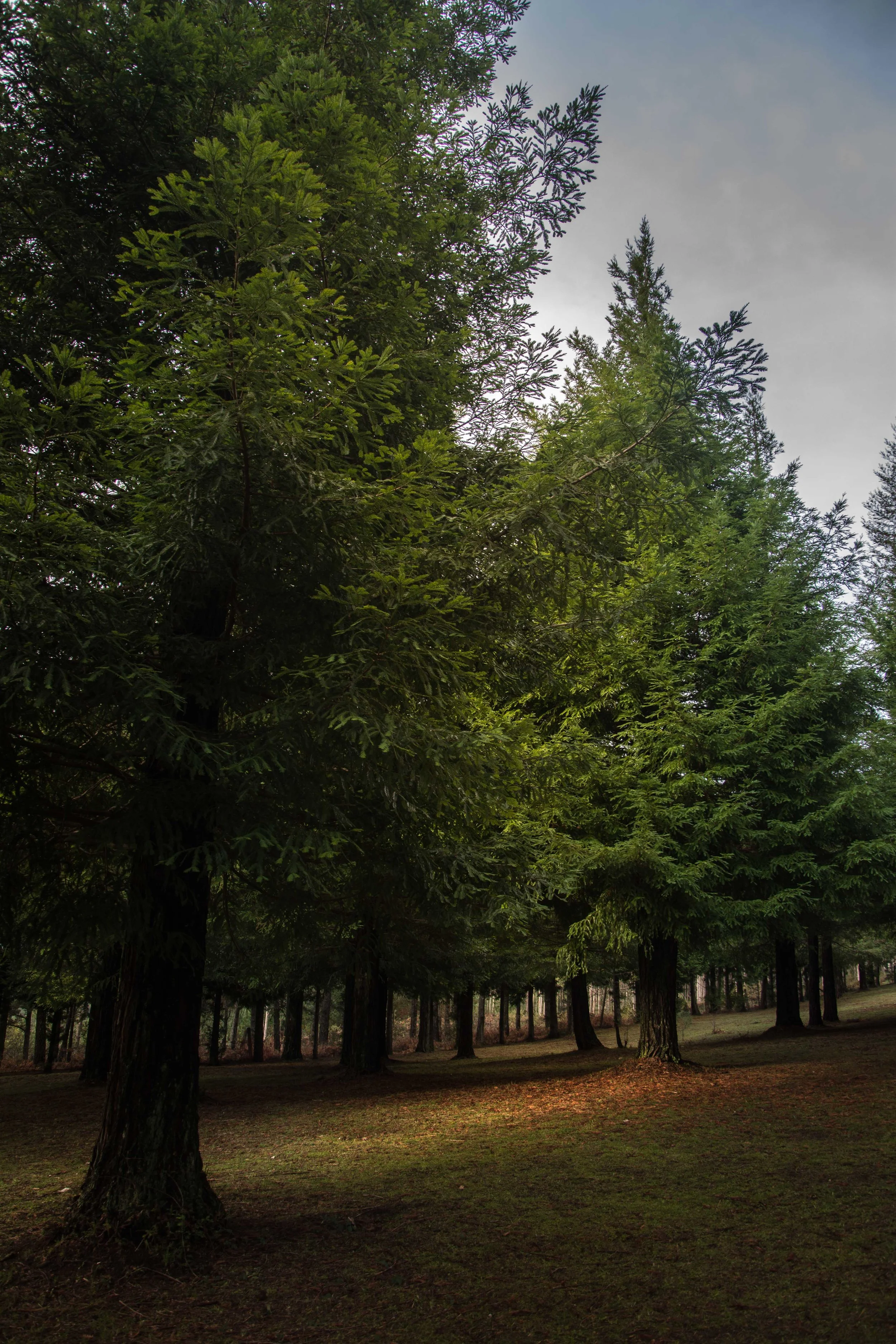 Sequoias-6.jpg
