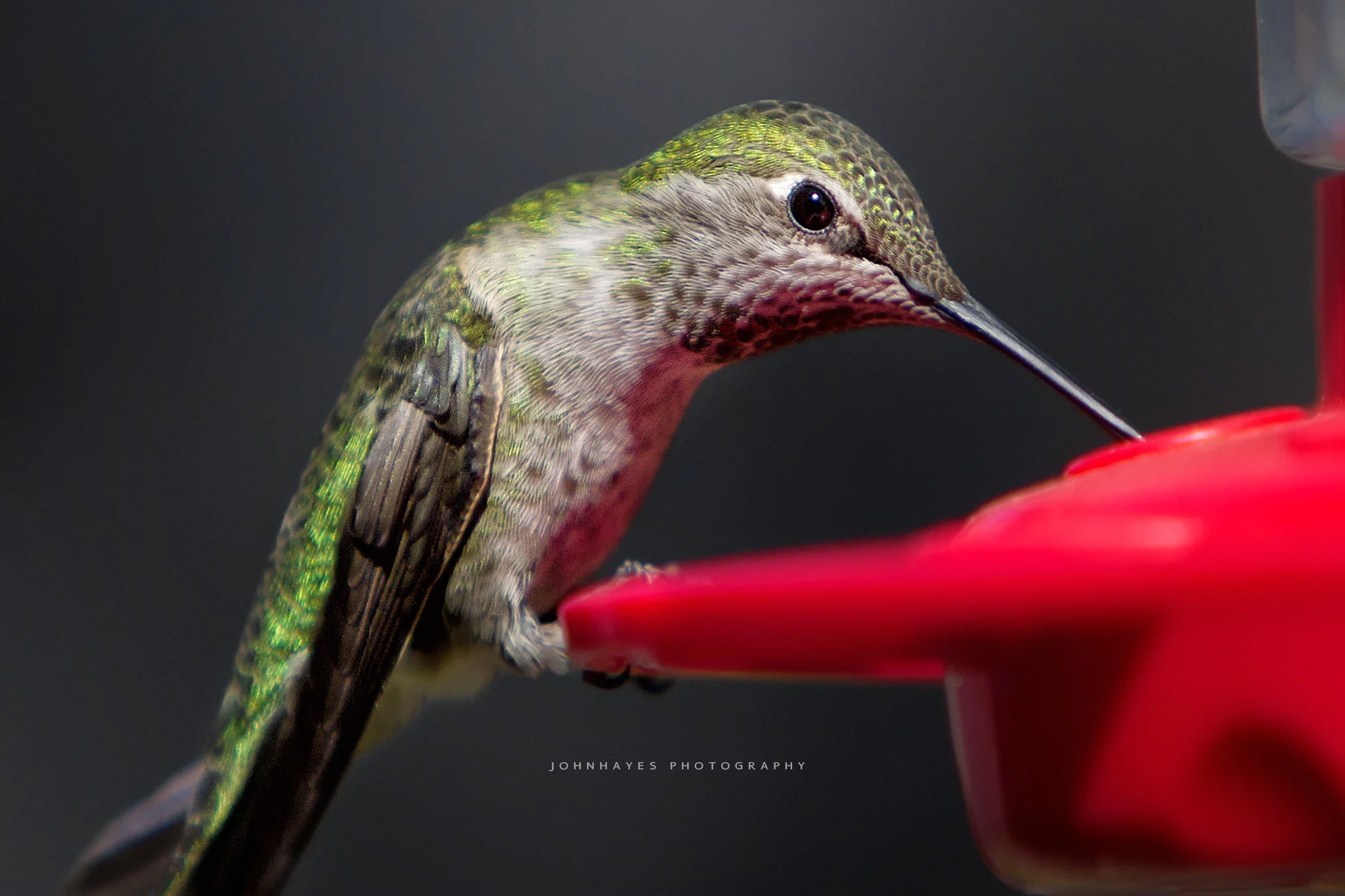 hummingbird-close.jpg