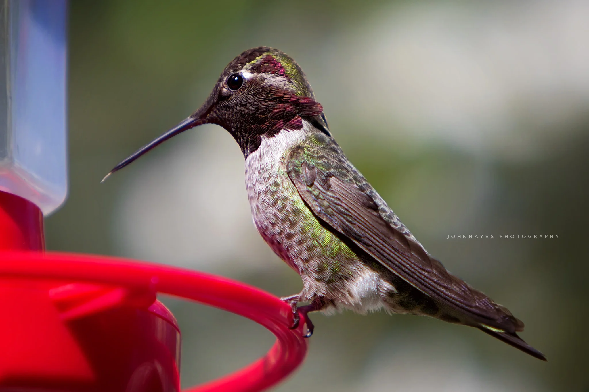 hummingbird-close2.jpg