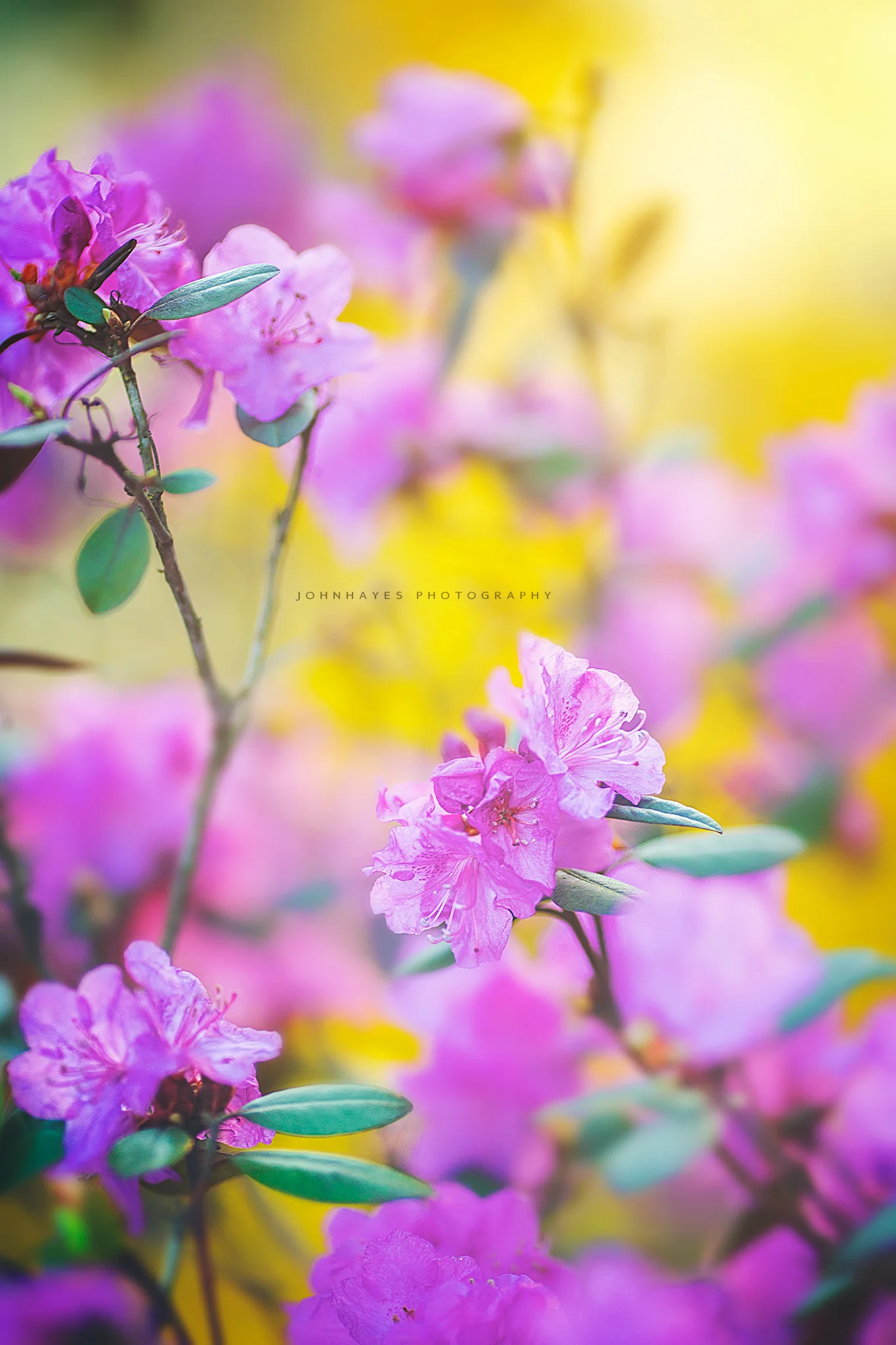 spring-colors.jpg