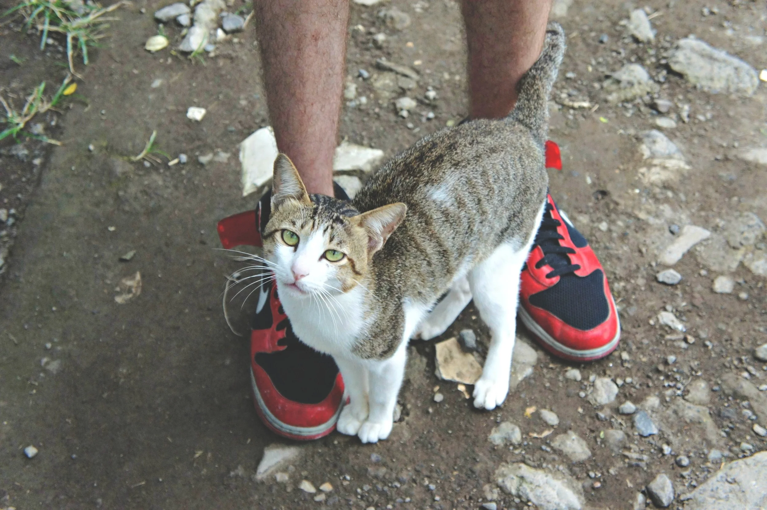 Rice Paddy Walk Cat