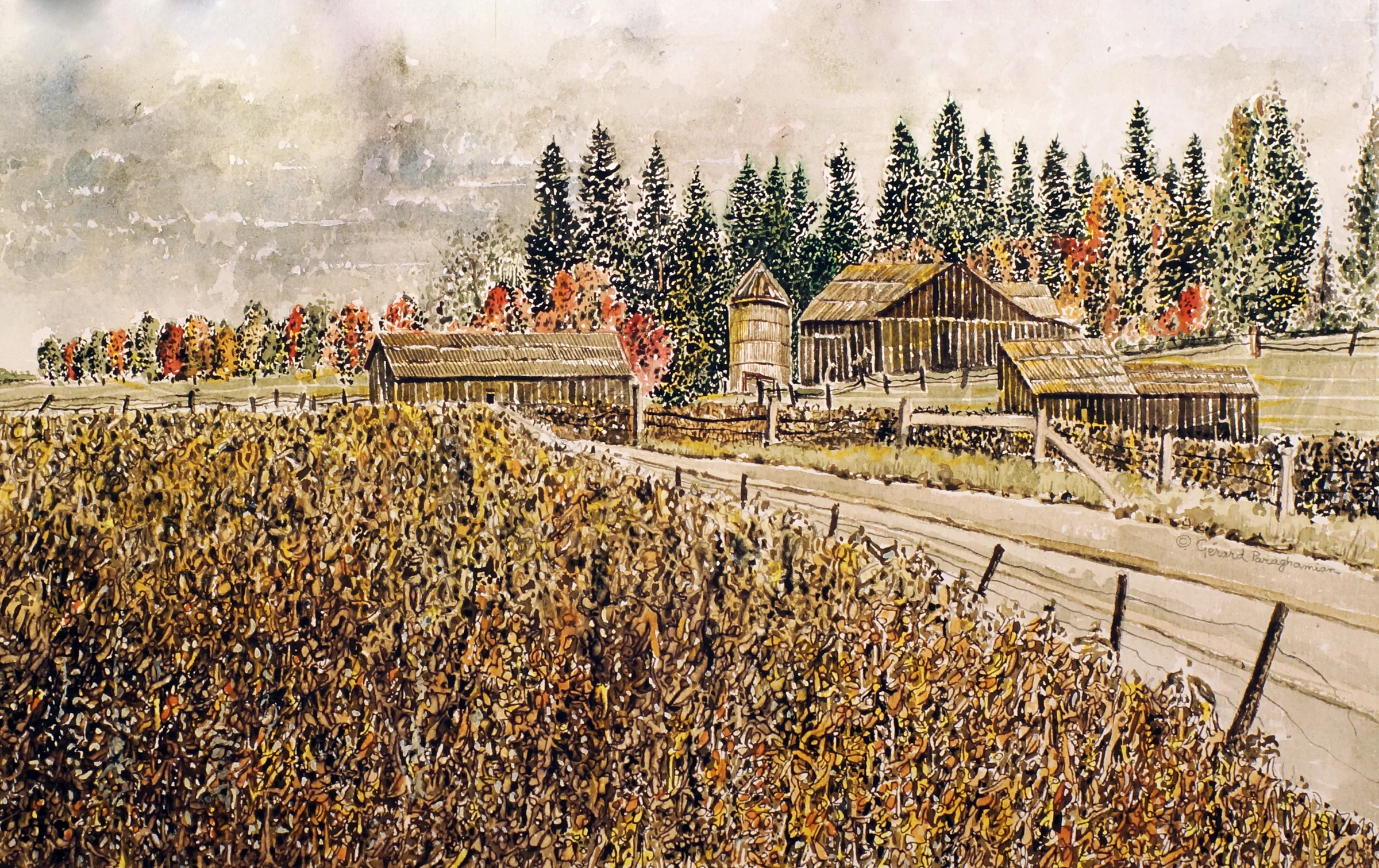 057 - Golden corn fields.jpeg