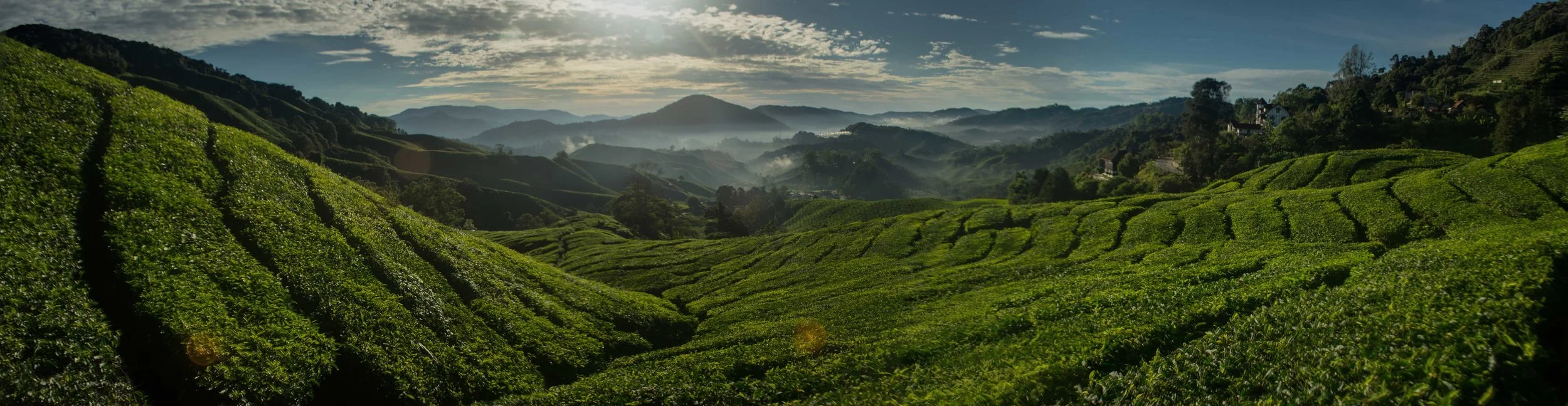 Photos by Paul Morgan, taken at a tea plantation near Bandung, Indonesia and in the Cameron Highlands, Malaysia.