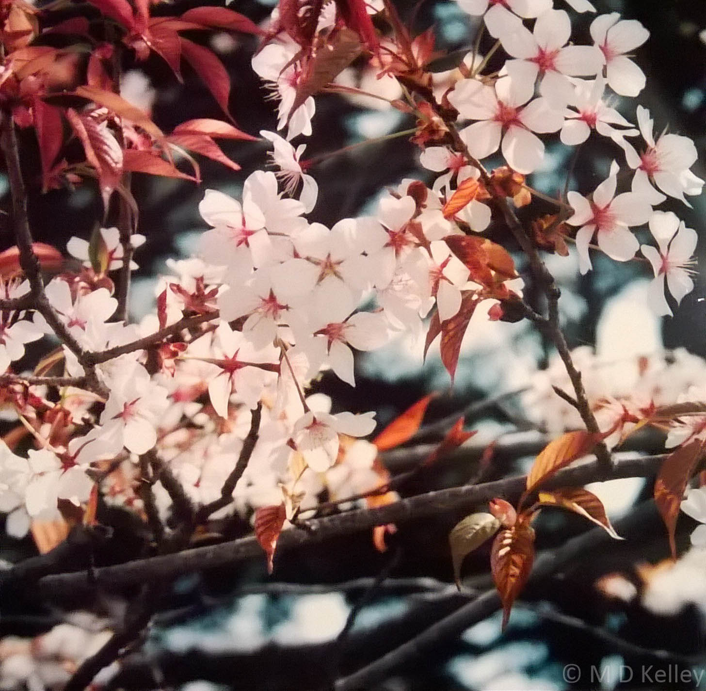 Cherry Blooms at Himeji Castle, Japan, Canon Sureshot.jpg
