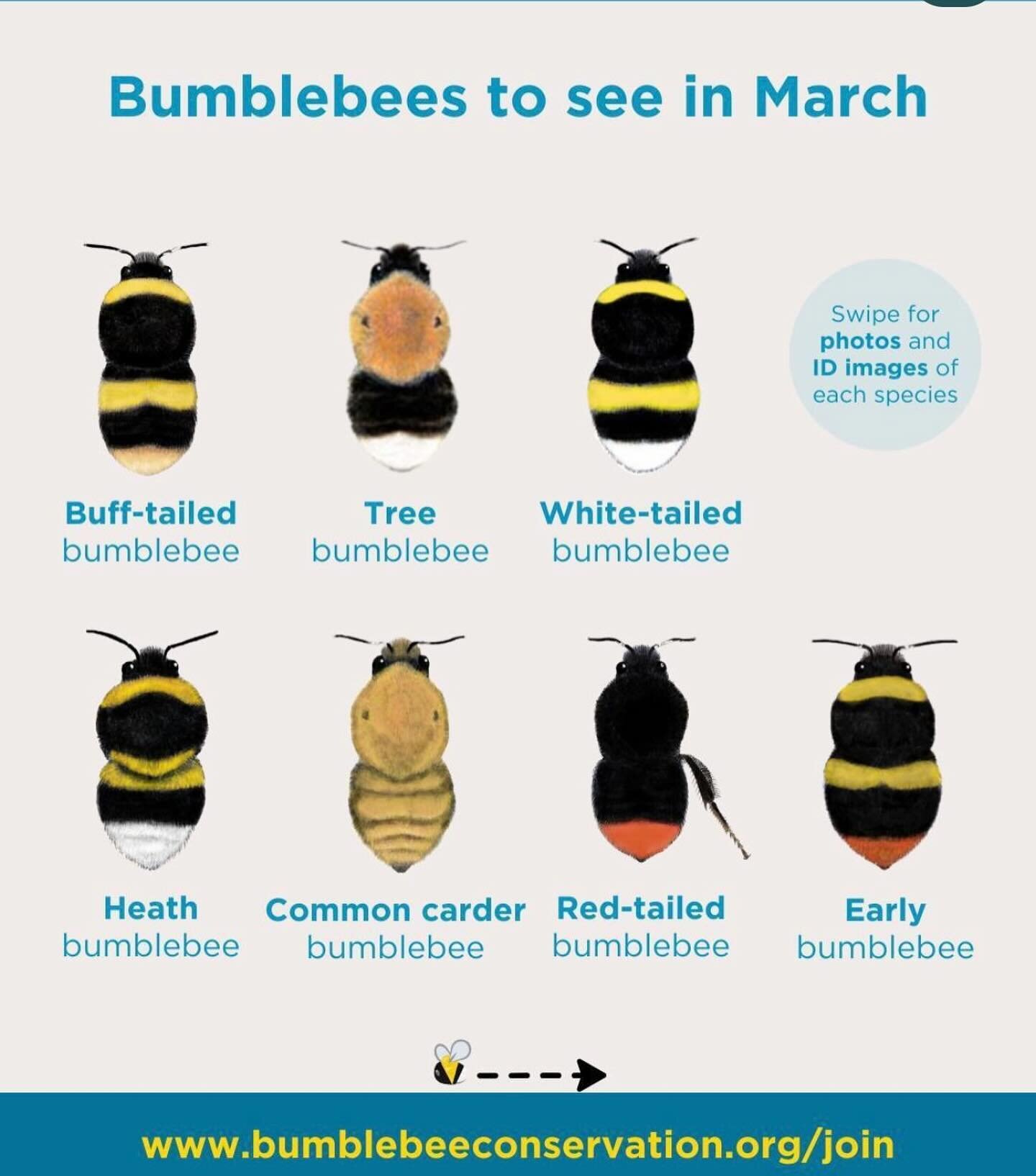 We love this initiative from @bumblebeeconservationtrust which is looking for BeeWalkers who have a few hours to spare every month to look for and count bees. Volunteers pick a fixed route of about a mile and submit their sightings to the BBCT to hel