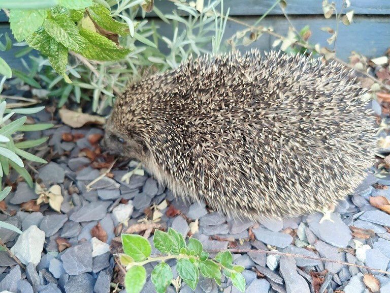 They&rsquo;re prickly, a bit shy, one of the UK&rsquo;s most-loved species and are declining at a rapid rate.
British hedgehogs face numerous threats which is why we are championing them this #HedgehogAwarenessWeek.
It&rsquo;s also National Hedgerow 