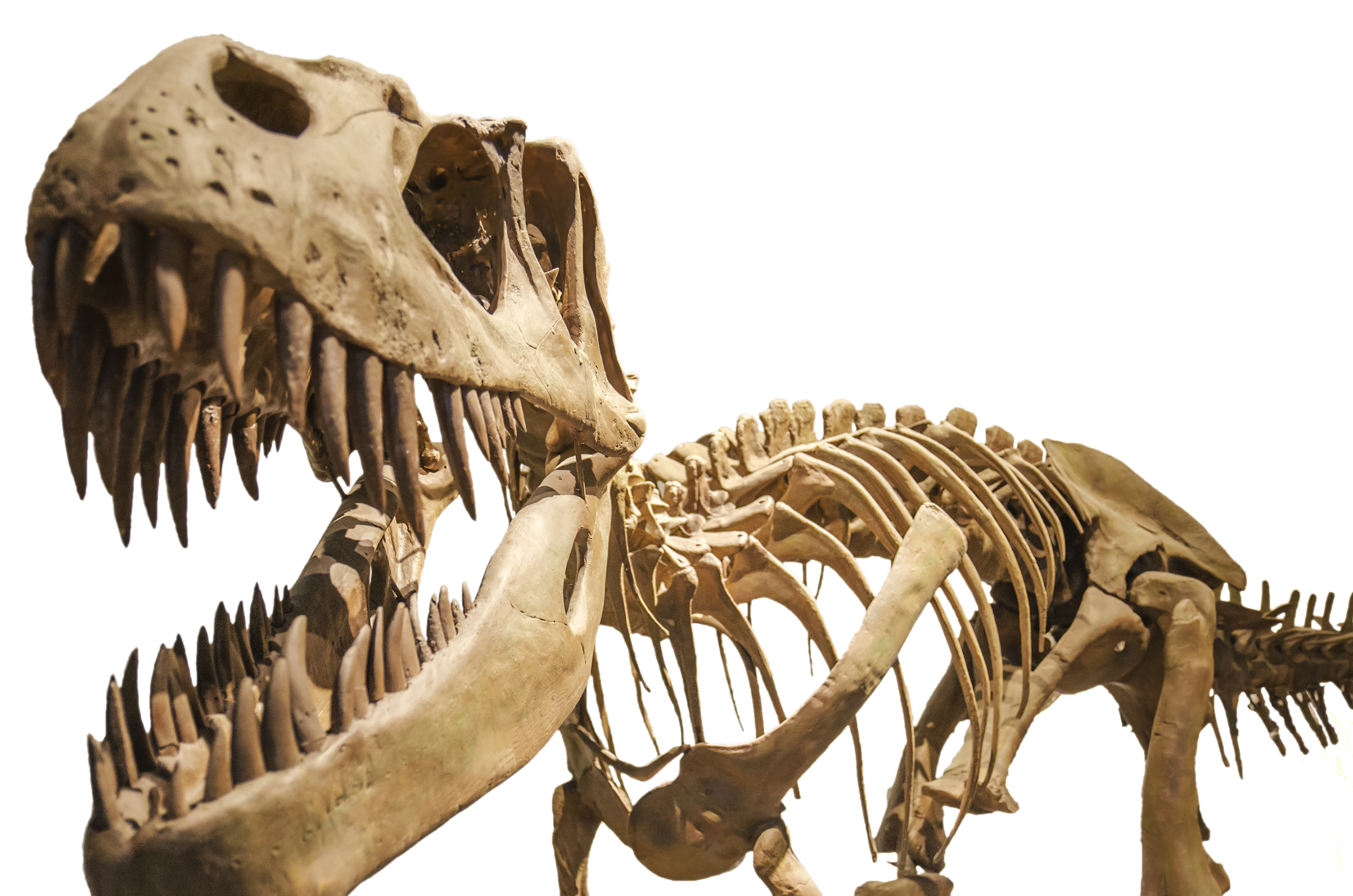 t rex.jpg