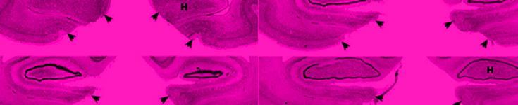 Neuro-Behavior v2.png