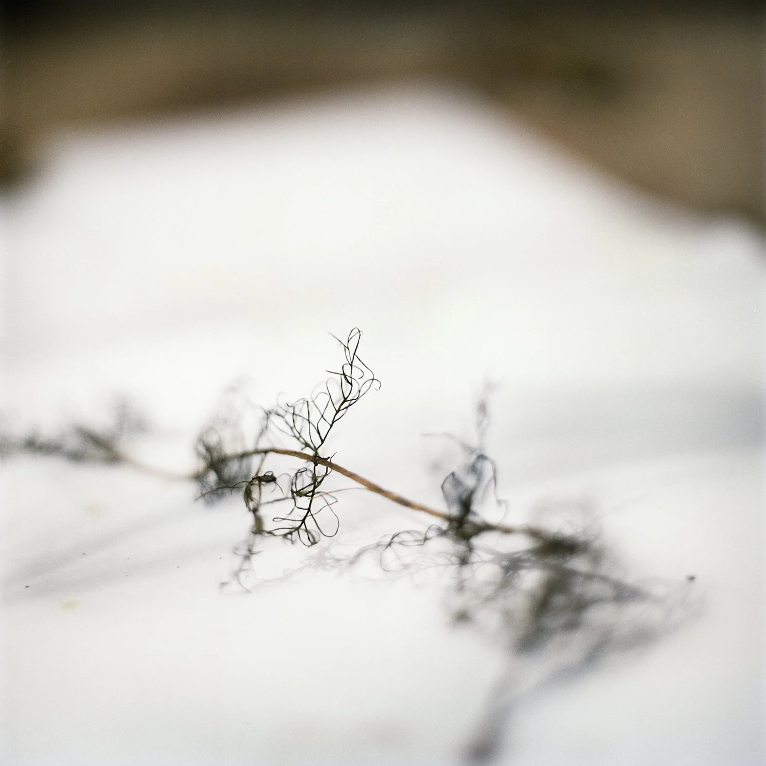 Precarious Algae Google .jpg