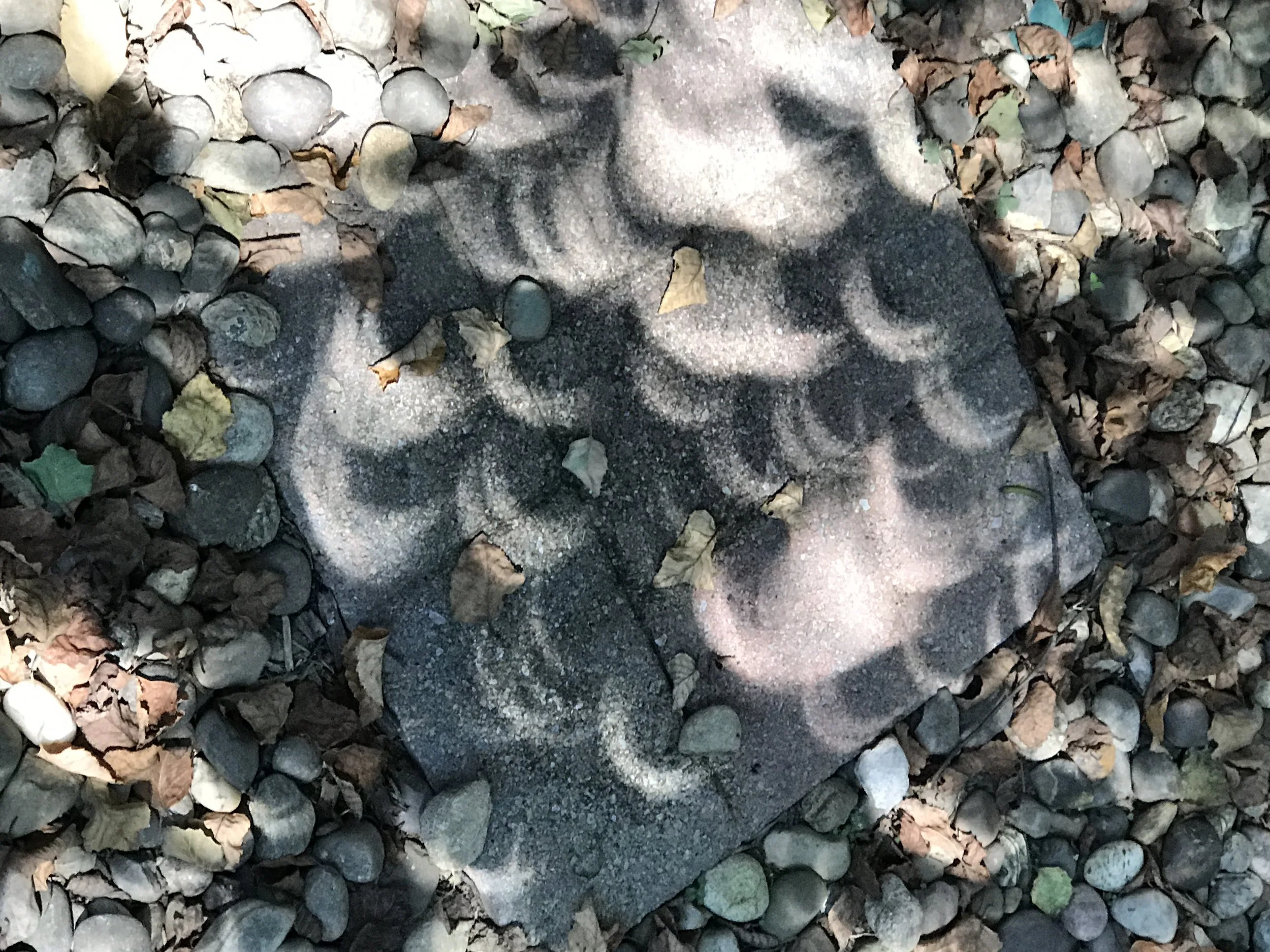 Eclipse+Shadows+in+Mister+Owita's+Garden.jpg