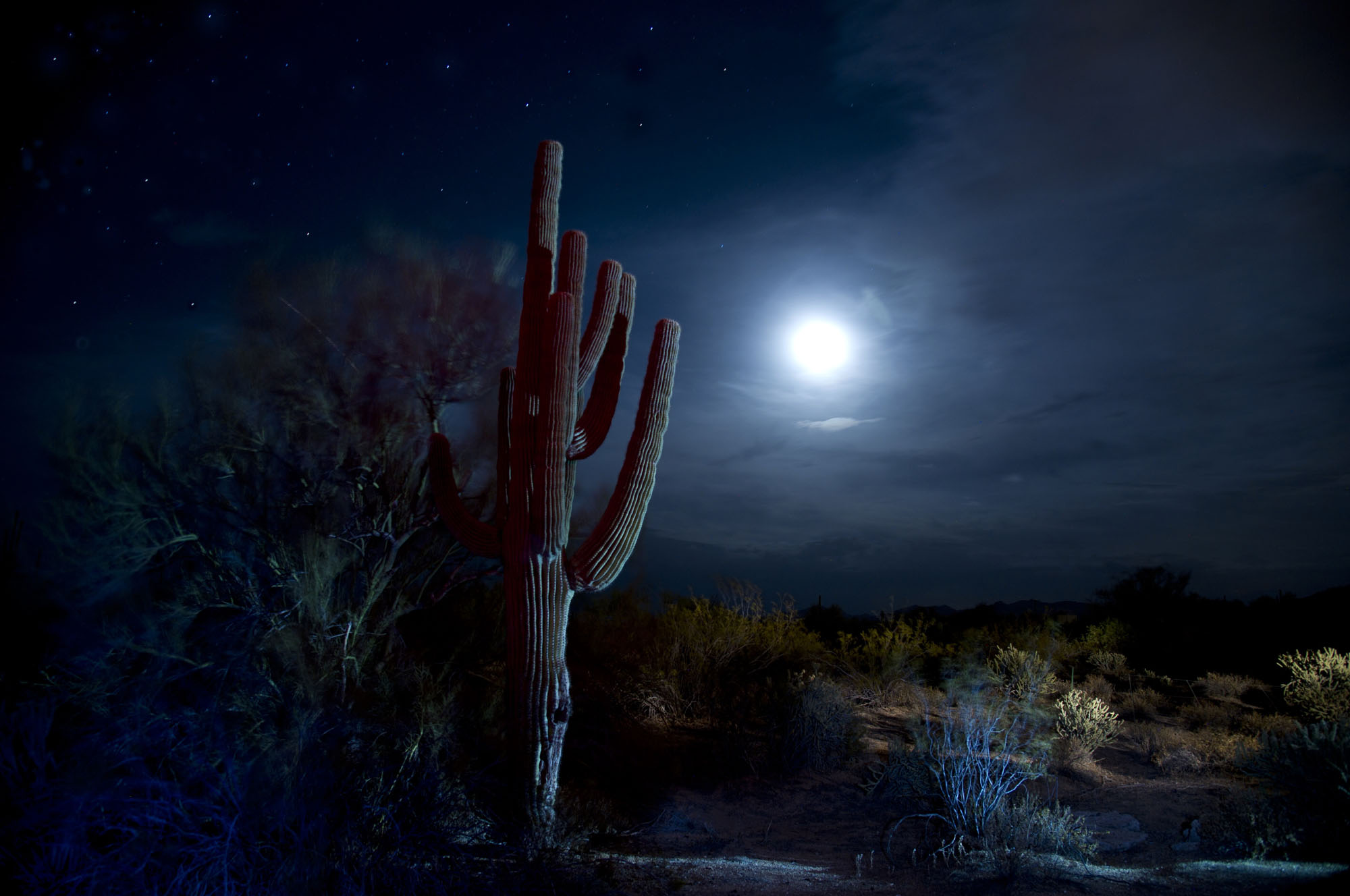 Cactus. Salt River Pima-Maricopa Indian Community, AZ.