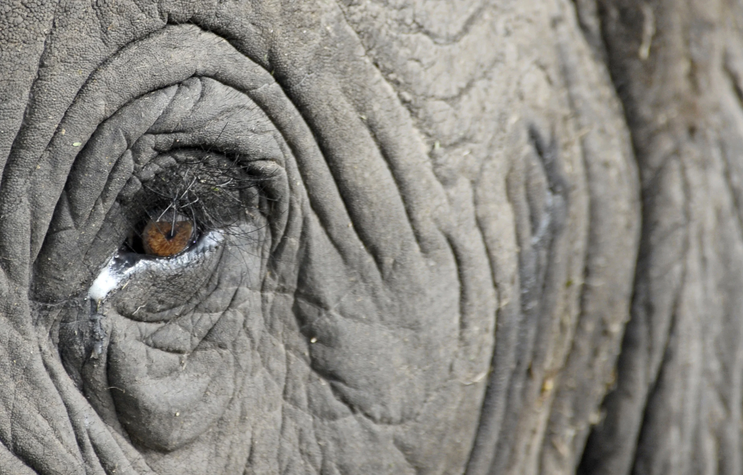 Elephant eye