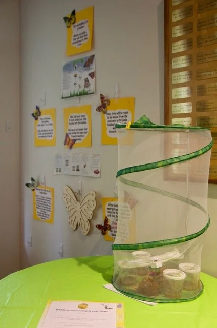 Butterflies 2026 a.jpeg