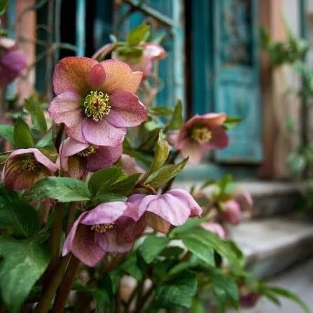 Hellebores.jpeg