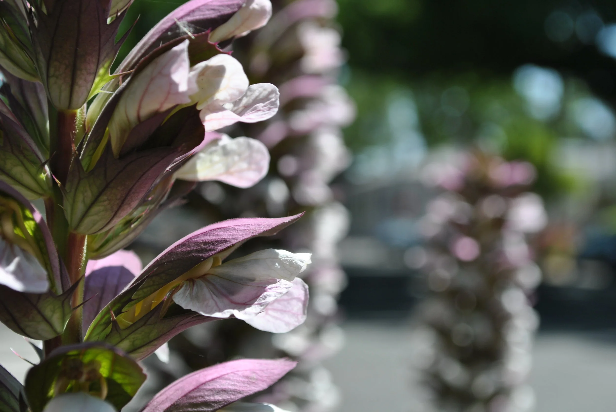 PurplePlant.jpg