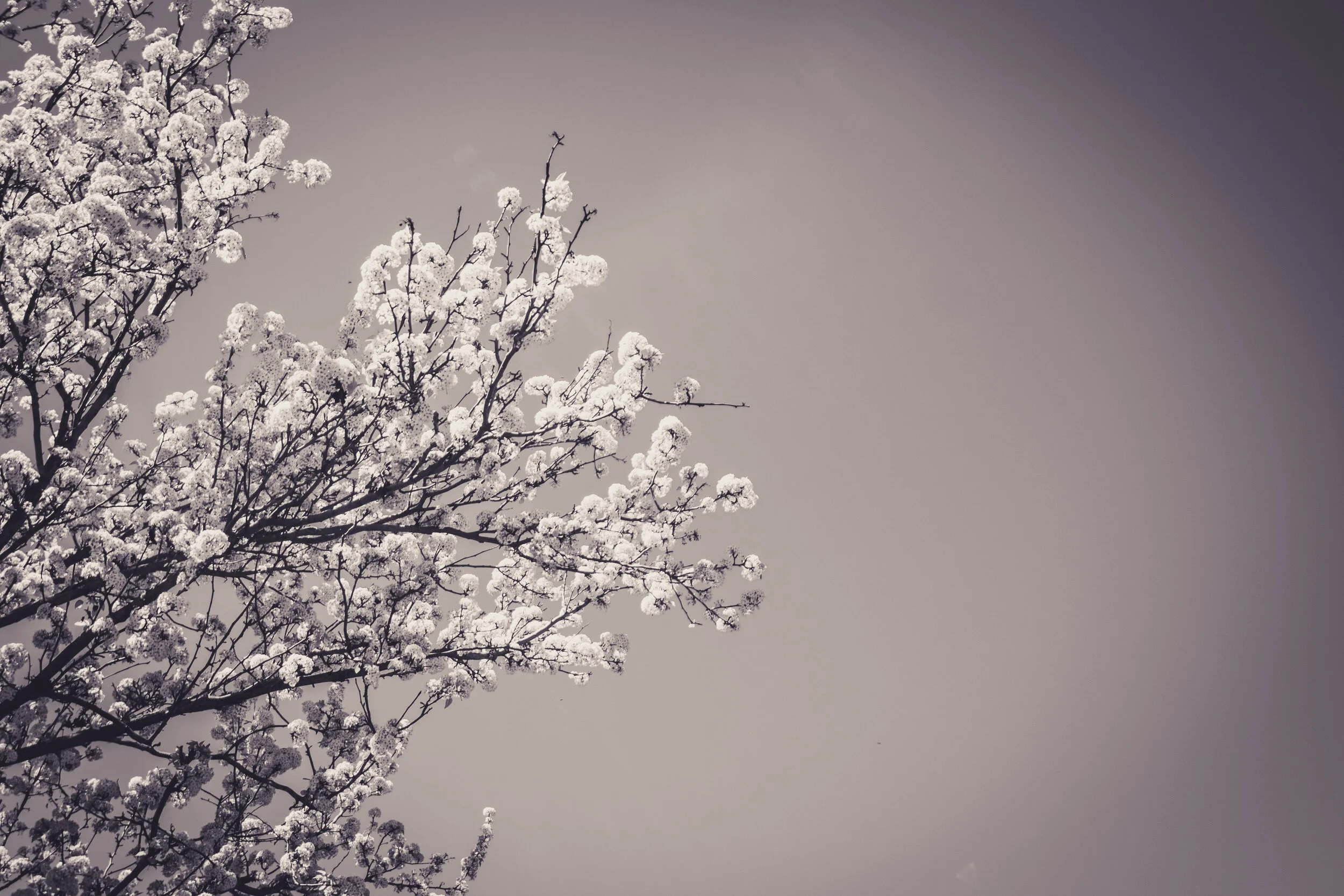 2019.04.01_DavisDay-2.jpg