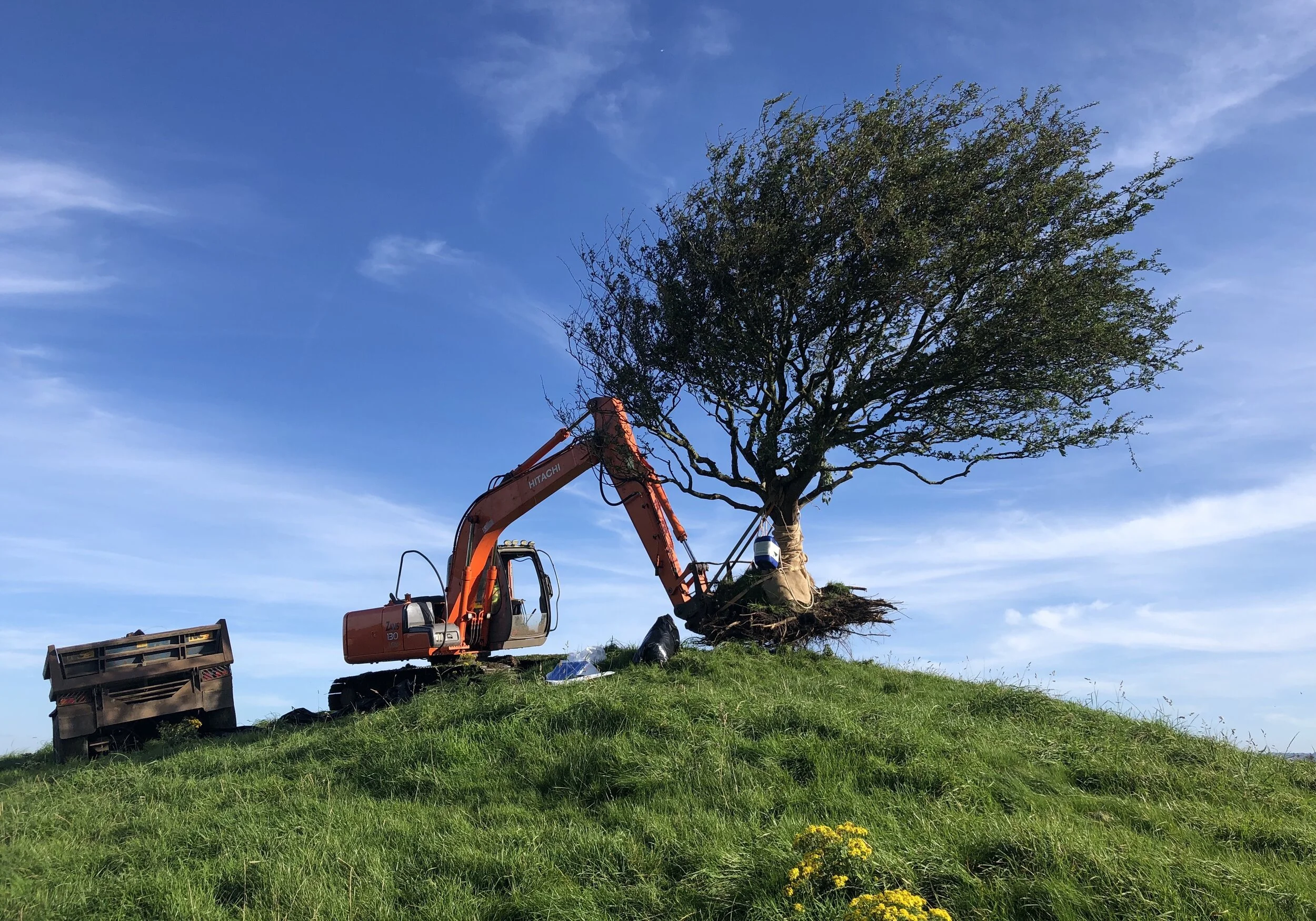  EXT The Ridge - Hawthorn Tree 