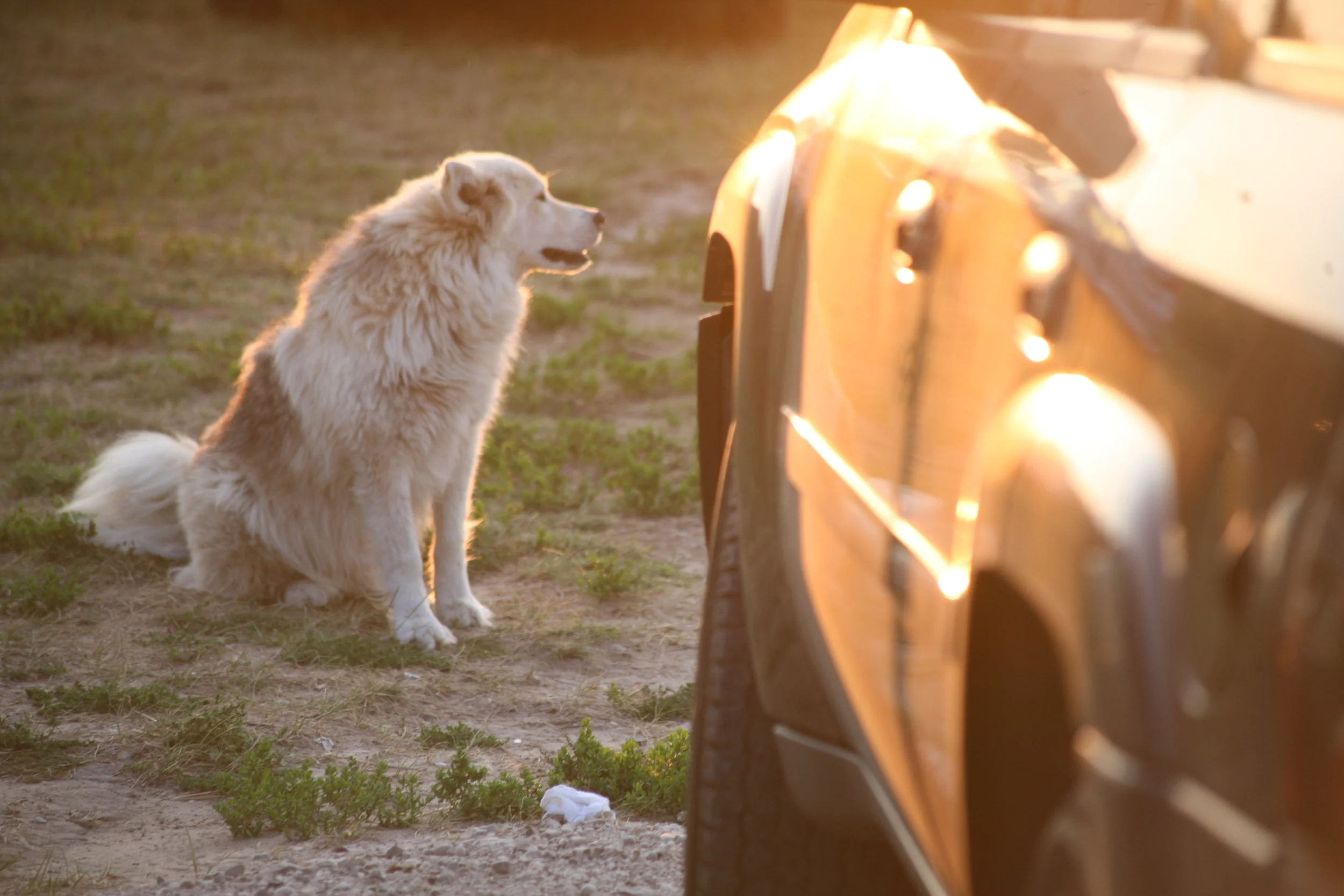 rosiesaug2013 139.JPG