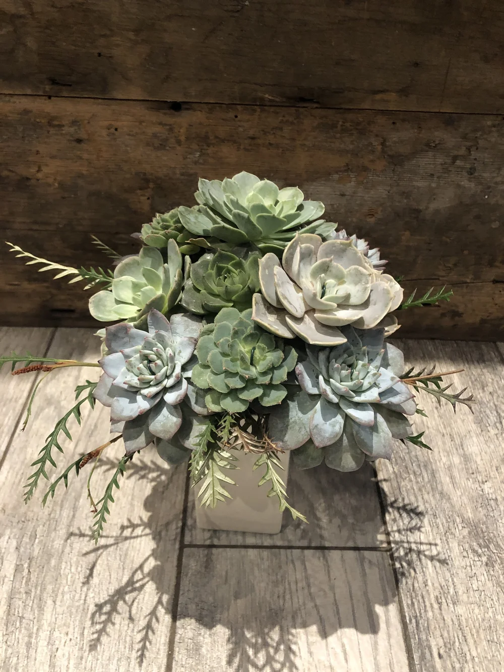 la FLEUR d'HARLEMSucculent Gardens