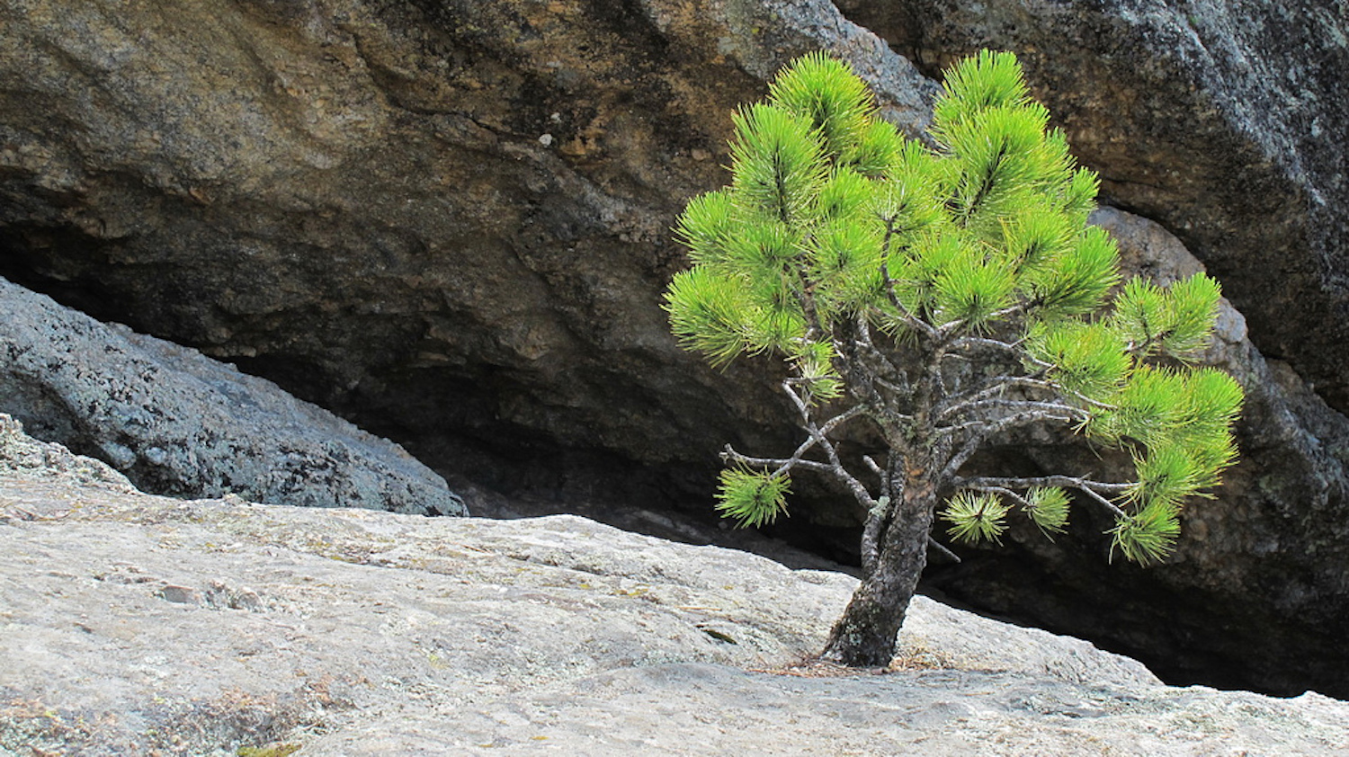 Is this a tree or a shrub? 😉