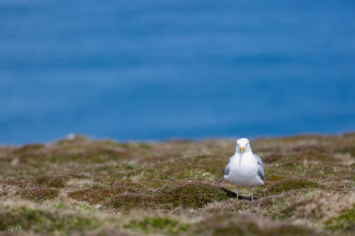ob_cc9878_ouessant-7601.jpg
